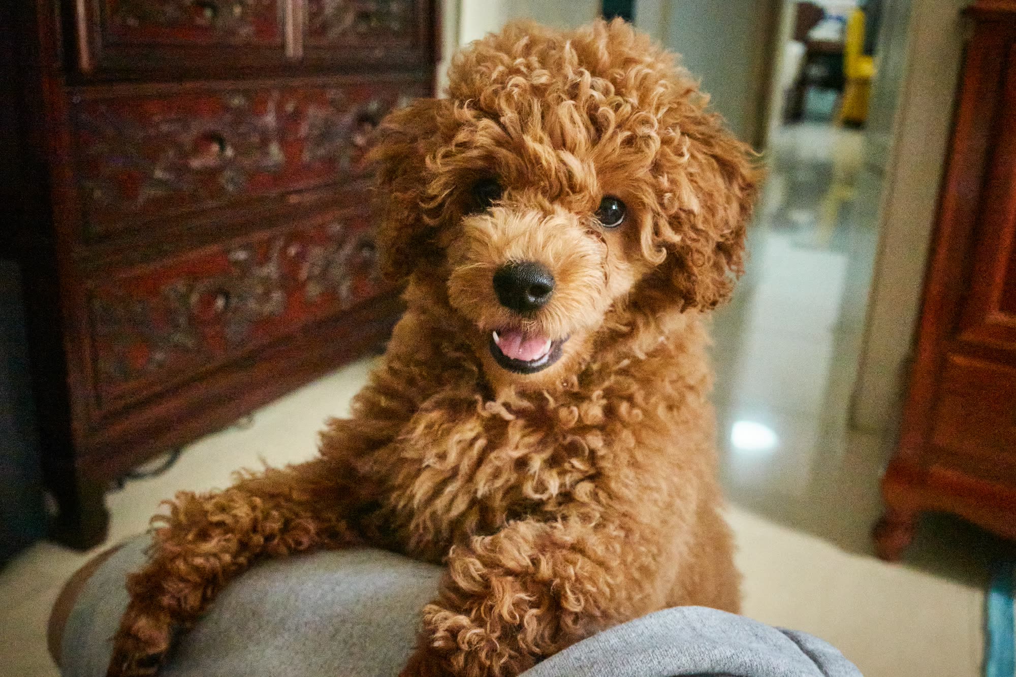 Ding Ding — my family's first pet, adopted by my mom in Hong Kong in 2021
