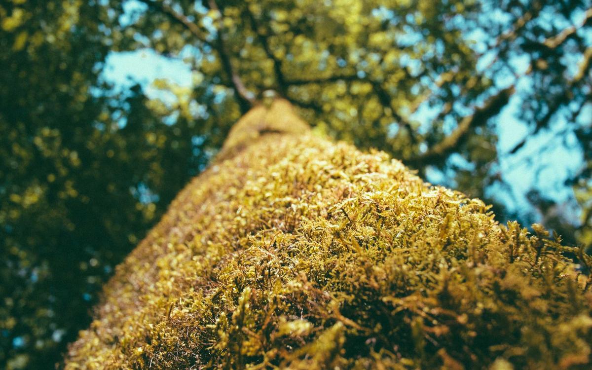 WordPress multisite preview